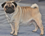 #teamPUGS