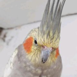 birbs for life
