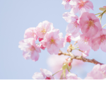 -+Blossom hangout-+