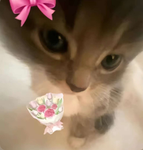 Daisytodaisy