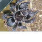 The eek bros