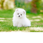 ~My Puppy~