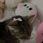FairyzxCharms