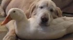 Dogs and Ducks group