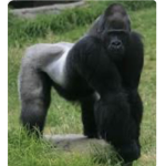 The Tactical Gorillas