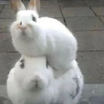 Komorebi’ Group Thumbnail
