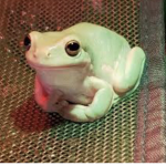 Happy pastel frogs