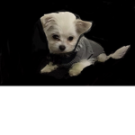 Puppy squade for life