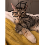 FUNNY CAT CLUBBBBBBBB!!!!!!!!