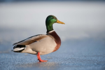 Duckie Gang Development's