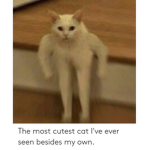 ii_mochi