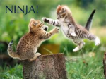 NinjaKittens