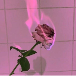 *:+ Rage +:*