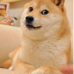 The Cool Doge Community