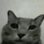 =penguin=
