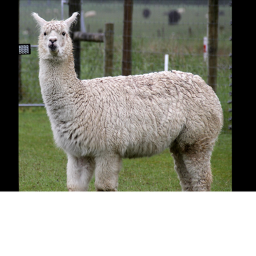 Mr.alpaca squad's Place Number: 0