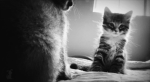 catvamp
