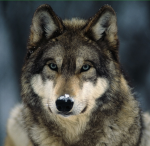Maxy wolf