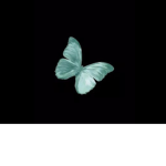 The Butterflies! We Fly High!