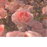 Xx rose petals xX