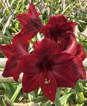 flowering amaryllis