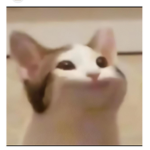 Popcat Popper
