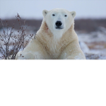 Polar B3rz