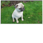 RIP Peggy The Pug (ORIGINAL)