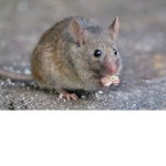The Mice Army