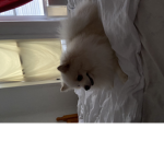 Dog like to play
