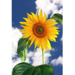 SunflowerMia!