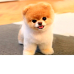 Floppi