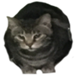 Gato UGC :3
