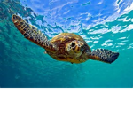 Turtle Universe
