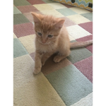 The roblox cat fan group