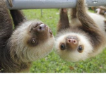 hangout for sloths