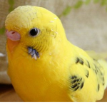 Budgie gang :)