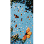 ?Butterfly Garden!