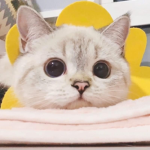 せつない