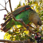 los loros de los árboles