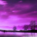 Purple Dream Community