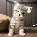 Un grp fan de chats et de Mangas