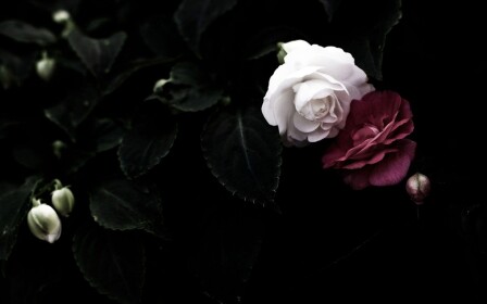 - Rosyne Studio: Manhattan -