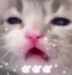 katkitty