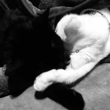 ꅏꀤꁴꁴꍏꋪꌩ