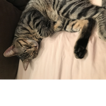 My cat is cute I mean it