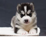 husky time <3