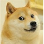 Doge is best