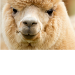 The Alpaca People
