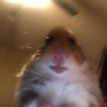 Hamster Raid!